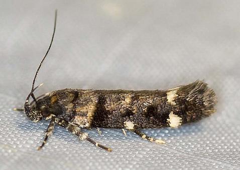 Macrobathra diplochrysa
