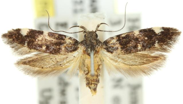 Macrobathra diplochrysa