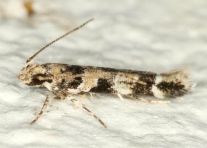 Limnaecia leptomeris