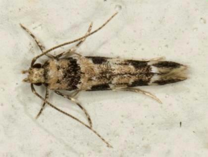 Limnaecia leptomeris