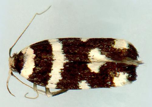 Macrobathra leucozancla
