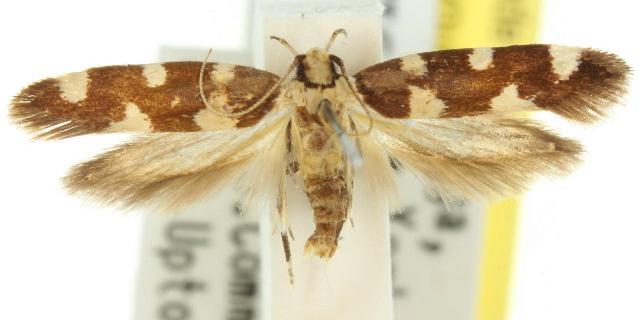 Macrobathra leucozancla