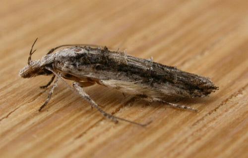 Trachydora musaea