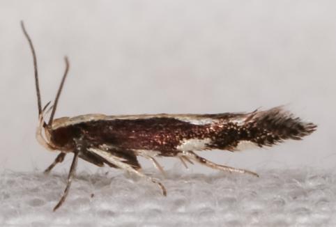 Labdia oxysema