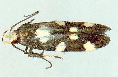 Limnaecia tetraplanetis