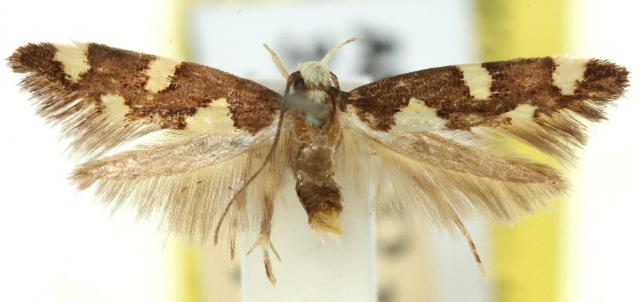 Limnaecia tetraplanetis