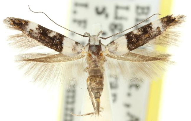Leptozestis toreutica