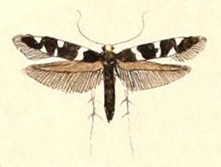Macrobathra vividella