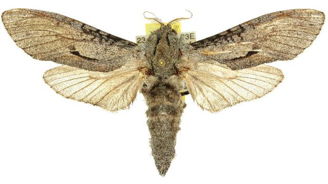Endoxyla acontucha