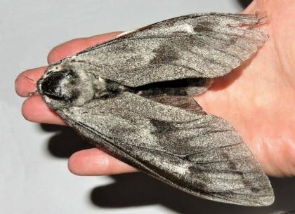 Endoxyla affinis
