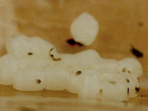 Endoxyla amphiplecta