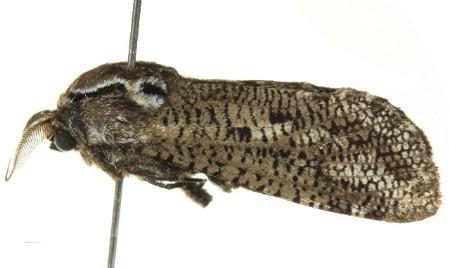 Endoxyla amphiplecta