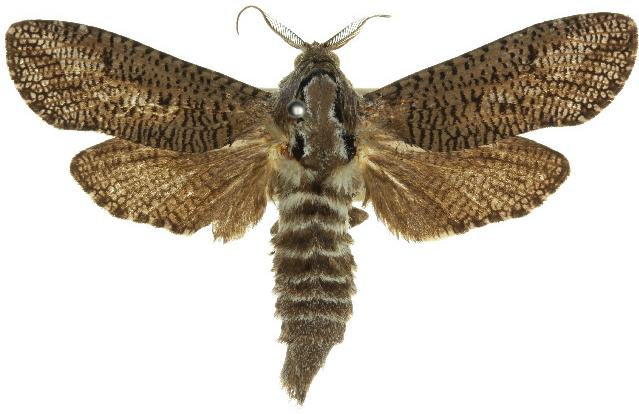 Endoxyla amphiplecta