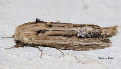 Duomitus ceramica