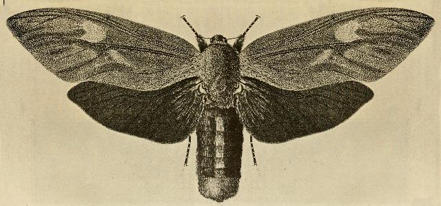 Endoxyla cinereus
