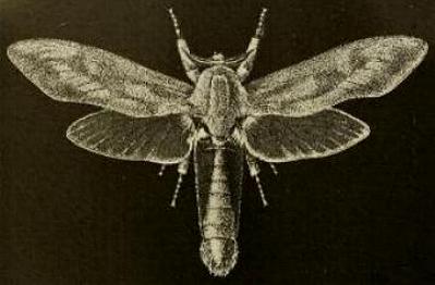 Endoxyla cinereus