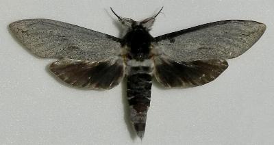 Endoxyla cinereus