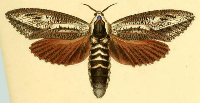 Endoxyla encalypti