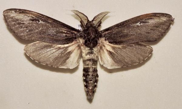 Endoxyla encalypti