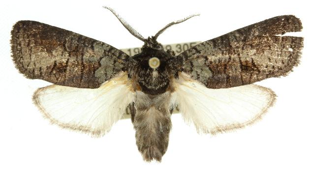 Culama glauca