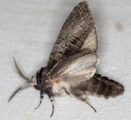 Culama glauca