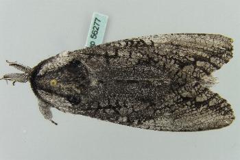 Endoxyla lichenea