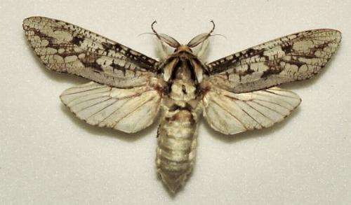 Endoxyla lichenea