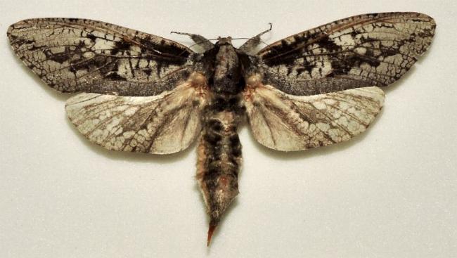 Endoxyla lichenea