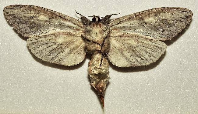 Endoxyla lichenea