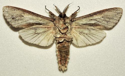 Endoxyla lichenea