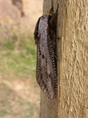 Endoxyla lituratus