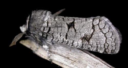 Zyganisus propedia