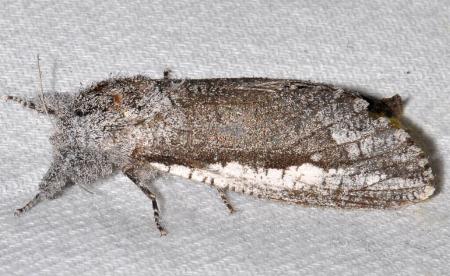 Endoxyla secta