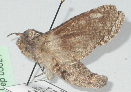Skeletophyllon tempestua