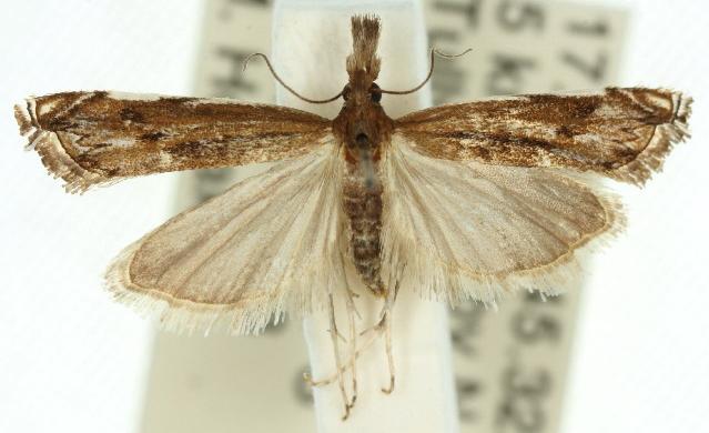 Anaclastis apicistrigellus