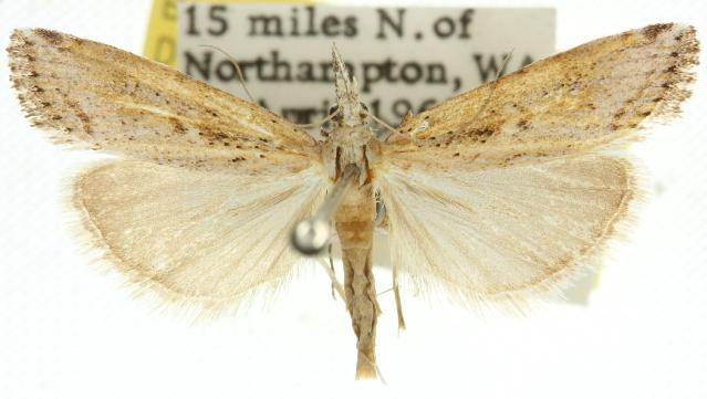 Hednota crypsichroa
