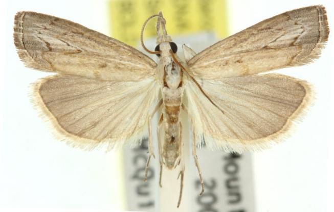 Culladia cuneiferellus