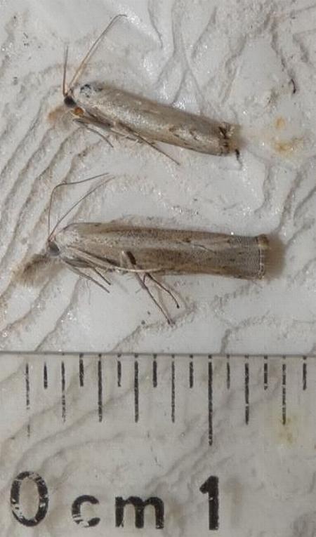 Culladia cuneiferellus