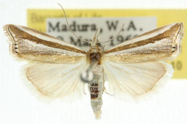 Hednota enchias