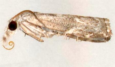 Culladia hastiferalis