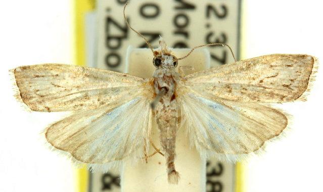 Culladia hastiferalis