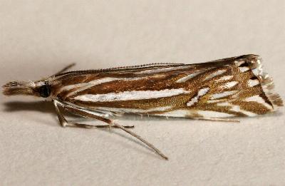 Hednota impletellus