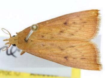Xubida infusellus
