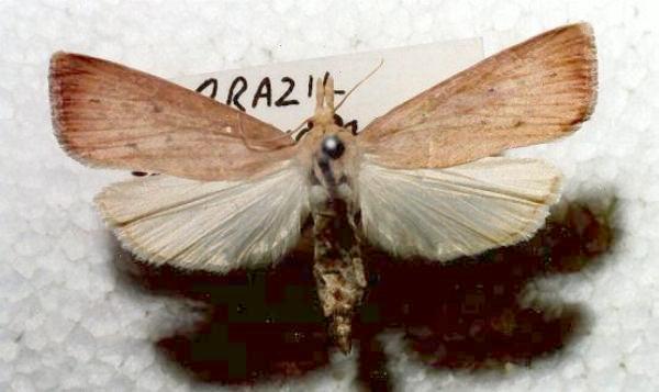 Xubida infusellus