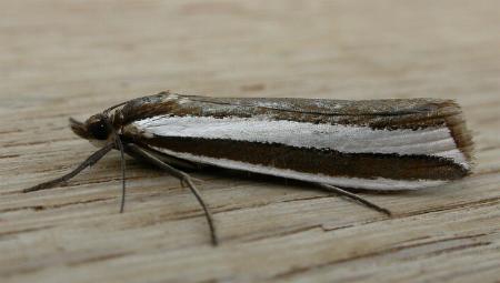 Corynophora lativittalis