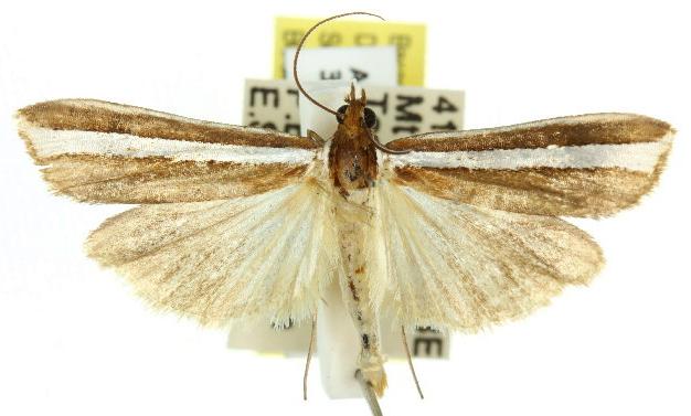 Corynophora lativittalis