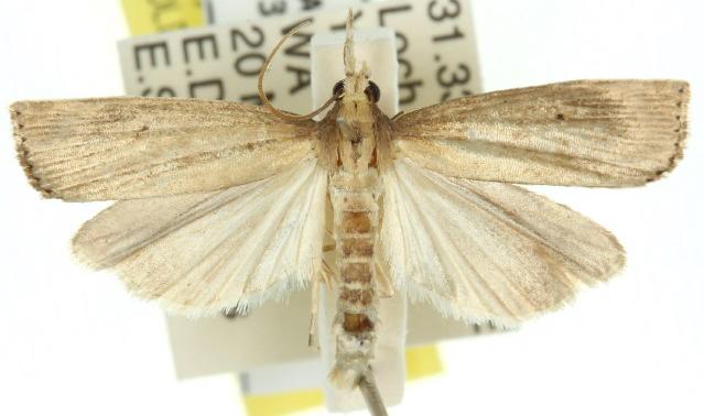 Calamotropha leptogrammellus