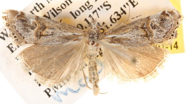 Hednota longipalpella
