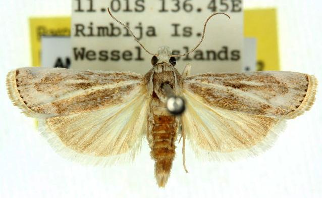 Conocrambus medioradiellus