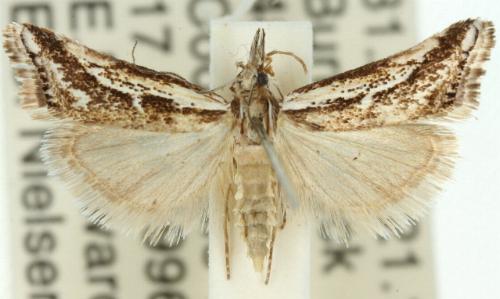 Autarotis milvellus